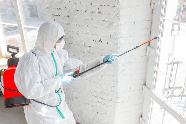 Why You Should Choose Our Mold Remediation Services in Ansted, WV